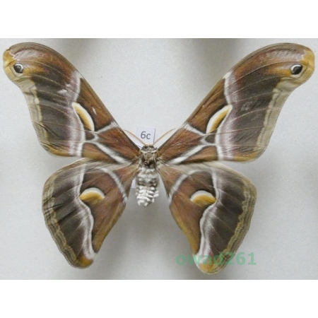 Samia cynthia (Drury, 1773) male ex. ovo India 100mm6c